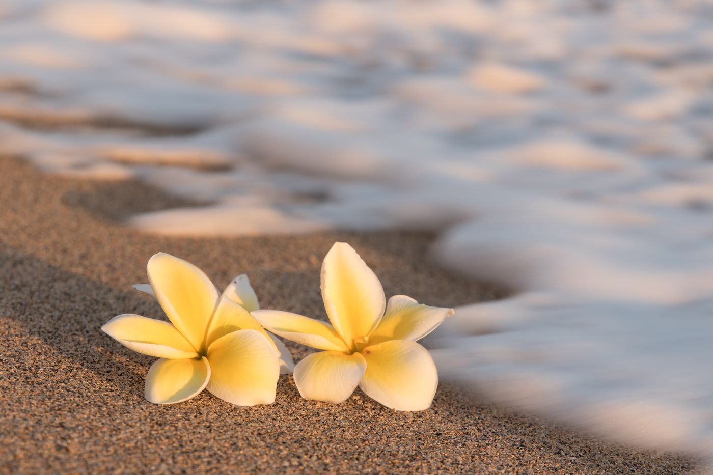 Plumeria flowers on the beach at golden hour