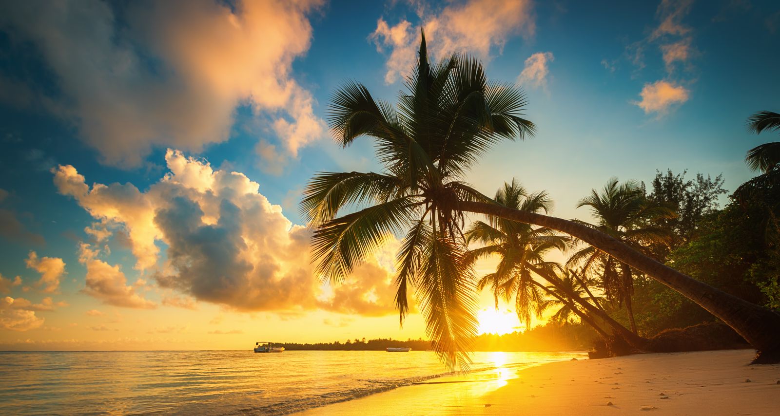 Palm trees leaning over a golden sunset beach