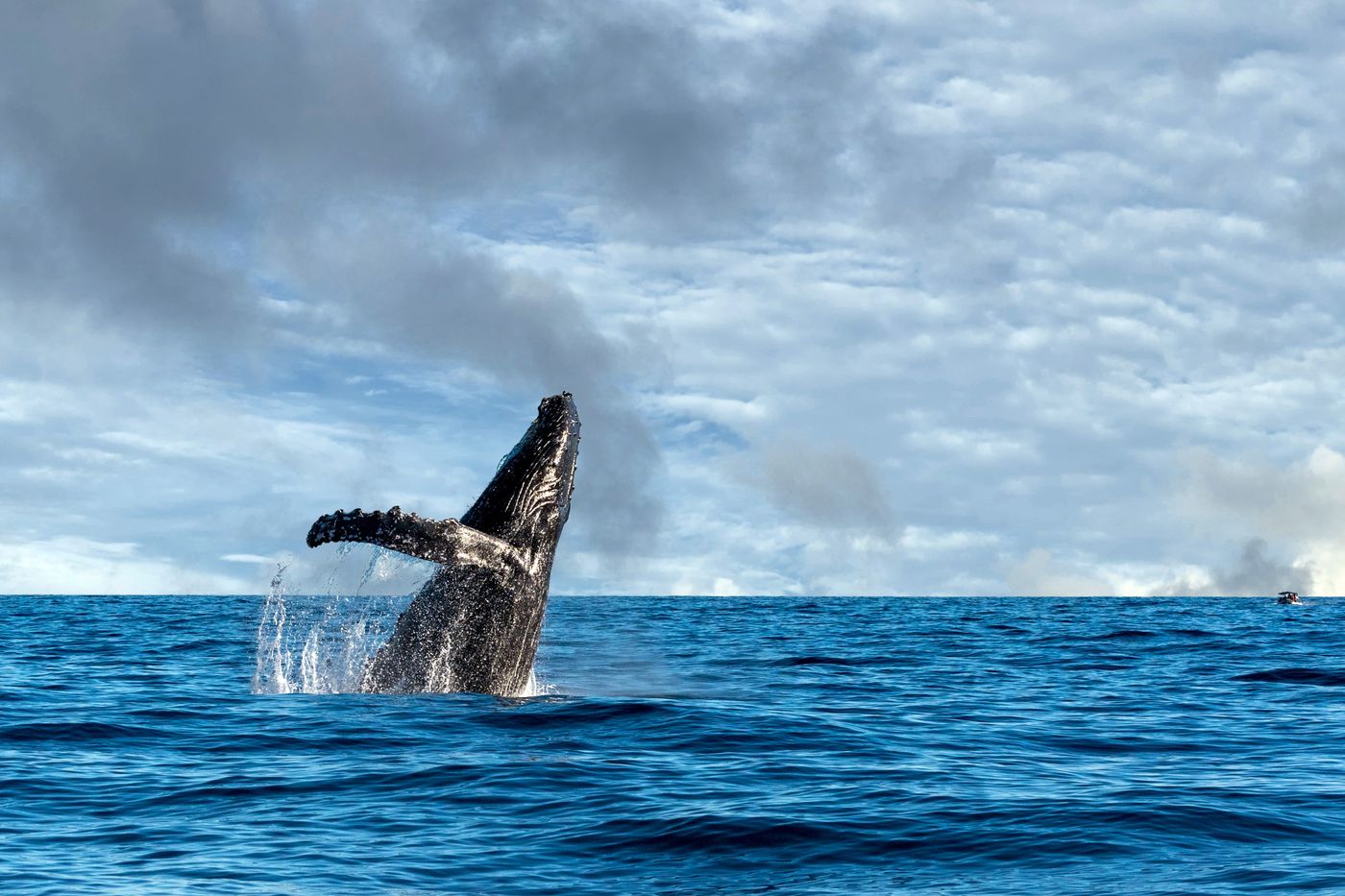 Humpback whale breaching off the coast of Maui